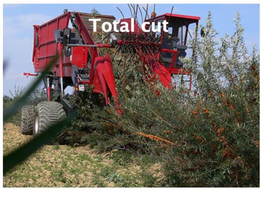 THE IMPORTANCE OF PRUNING SEA BUCKTHORN. -total cut harvest