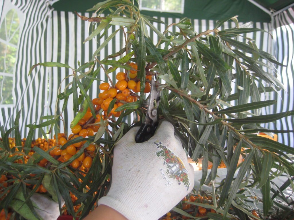 THE IMPORTANCE OF PRUNING SEA BUCKTHORN.