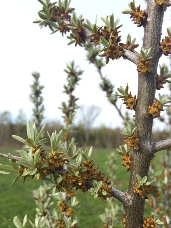 pictures of male and female sea buckthorn flowers