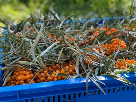 sea buckthorn harvest in a basket