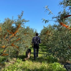 Man walking in his sea buckthorn orchard with his dog