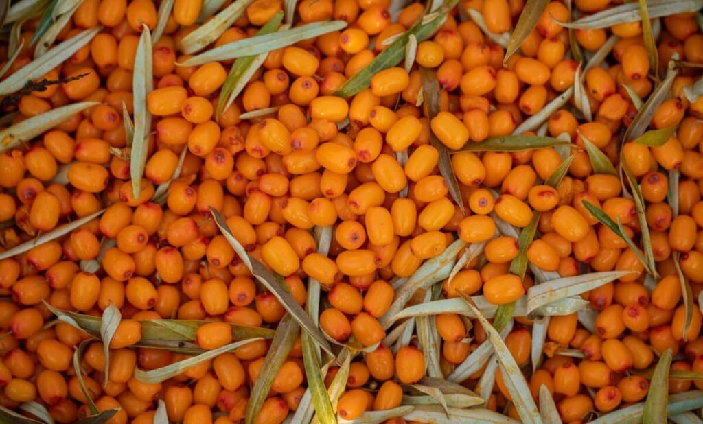 Sea Buckthorn tea