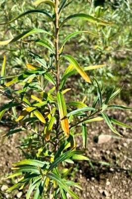 Young sea buckthorn plant with signs of nutrient deficiency.