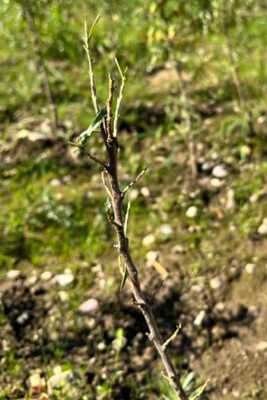 Young sea buckthorn plant with severe damage from caterpillar.