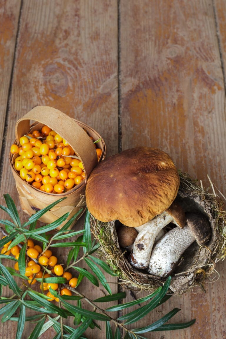 Wild mushrooms and seaberries on garden table