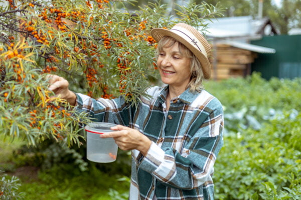 A woman picks sea buckthorn berries in her backyard garden.