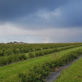A rainbow over a summer field of Honeyberry bushes