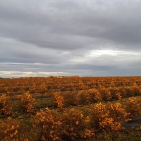 A view of Haskap Berry Farm in Fall