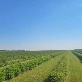 A view of Haskap Berry Farm in Summer