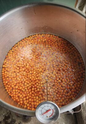 A pot of sea buckthorn berries and apple juice simmering in a pot with a thermometer.