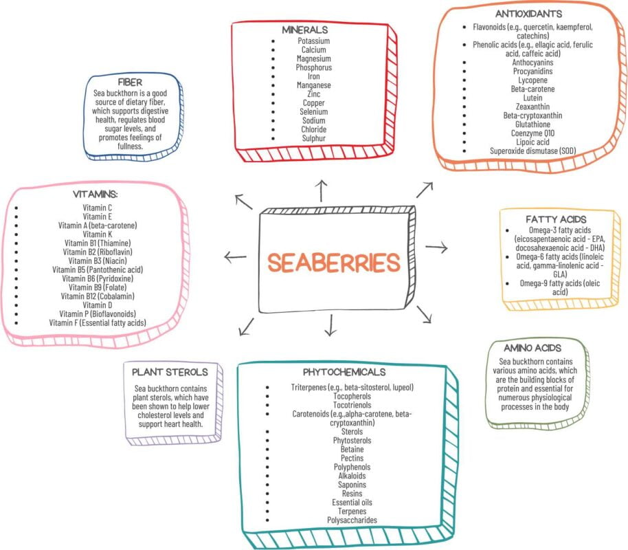 Sea Buckthorn Berries Nutrient Infographic