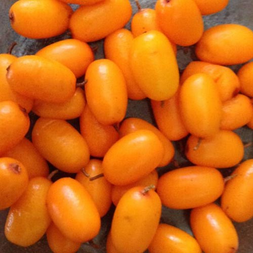 Frozen Sea Buckthorn Berries : Click to see our products.