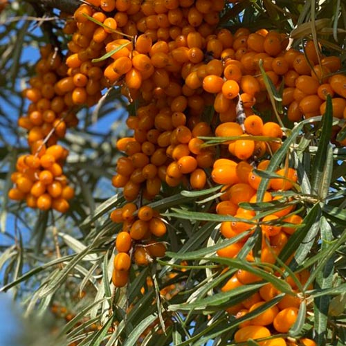 Sea Buckthorn Plants : Click to see our products.